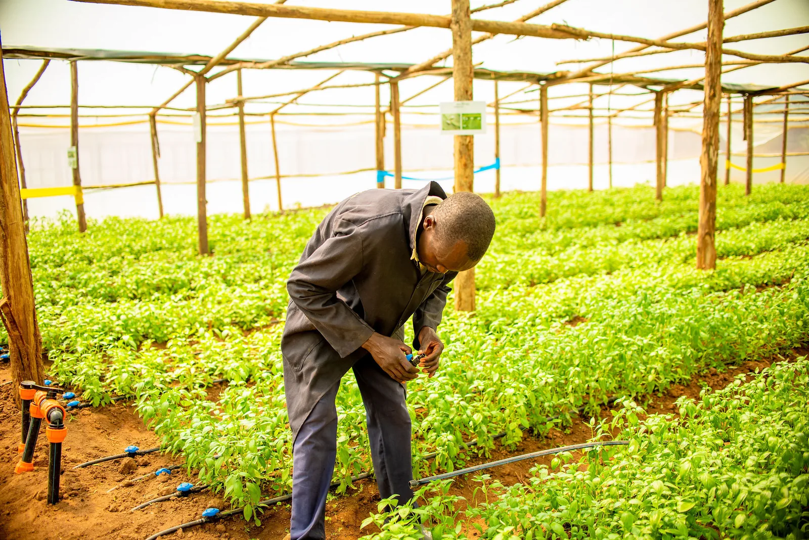 Farmer supplier readiness for structured supply chains