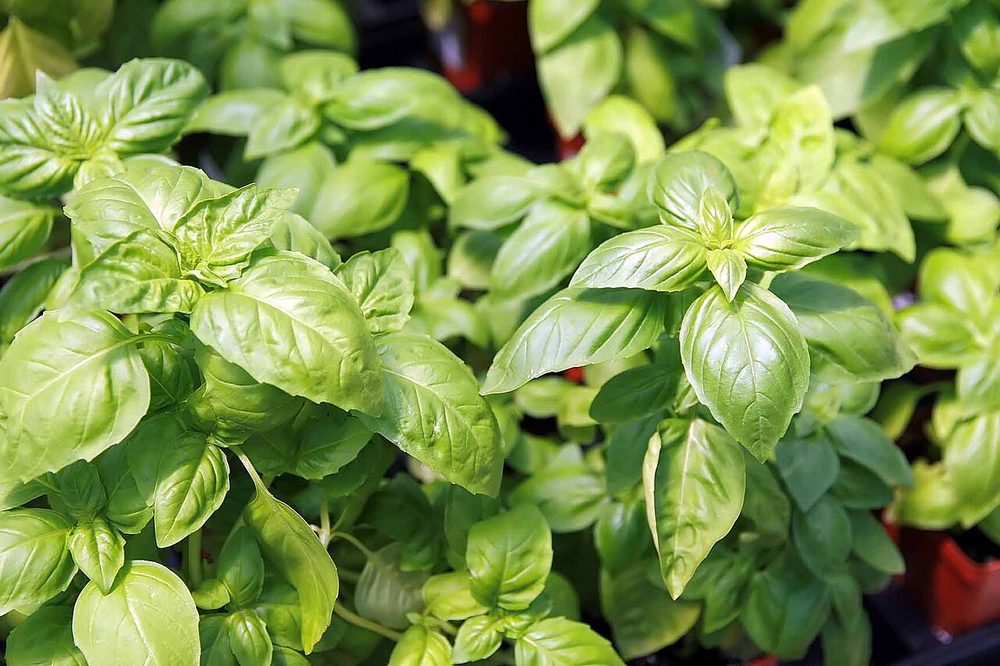 Fresh basil for CorpusFeed herb supply