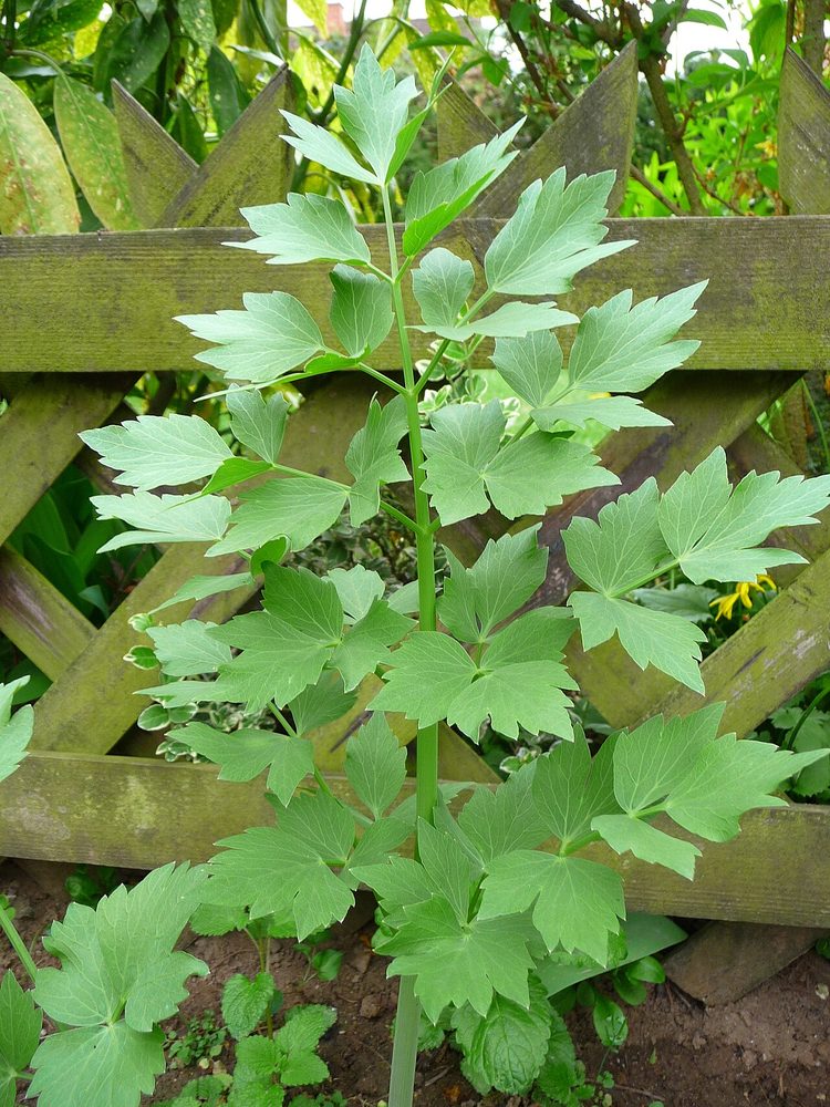 Lovage herb portfolio listing for CorpusFeed product supply