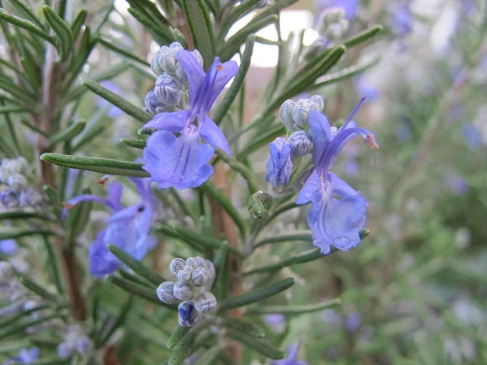 Broader herb portfolio for enquiry-based supply planning