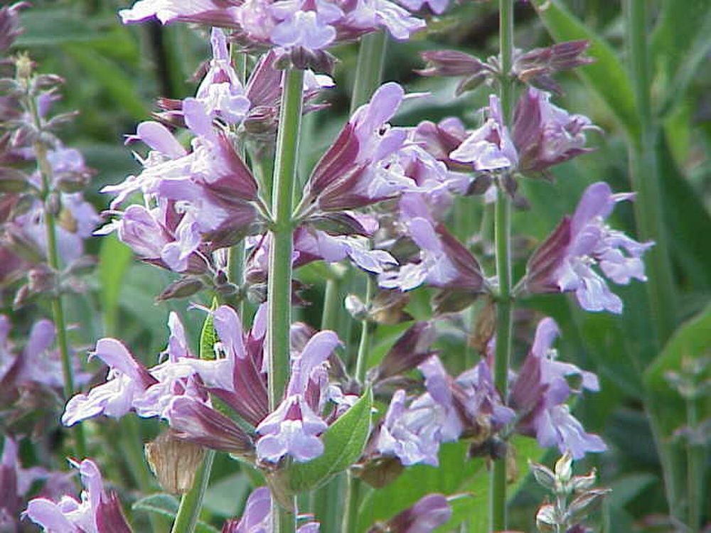 Sage herb portfolio listing for CorpusFeed product supply