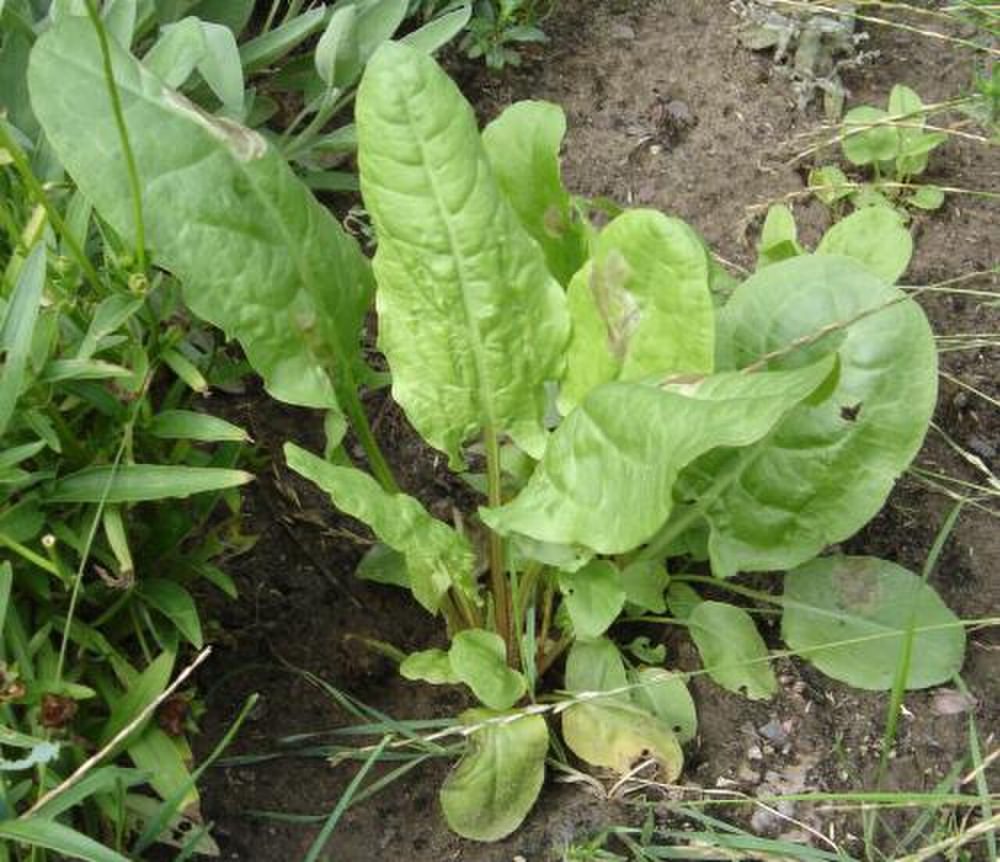 Sorrel herb portfolio listing for CorpusFeed product supply